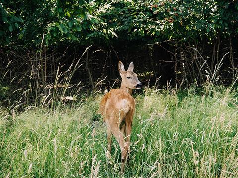 deerbox.jpg