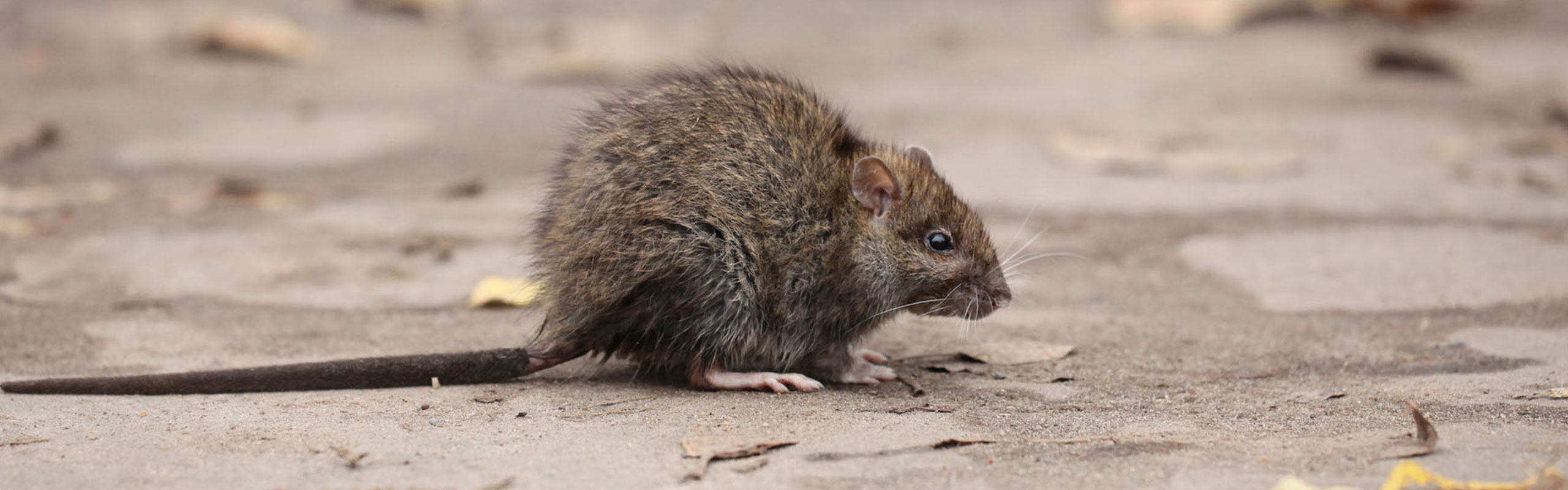 Pest Control Services Southwold